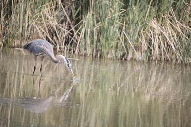 Great blue heron standing at a shallow shoreline