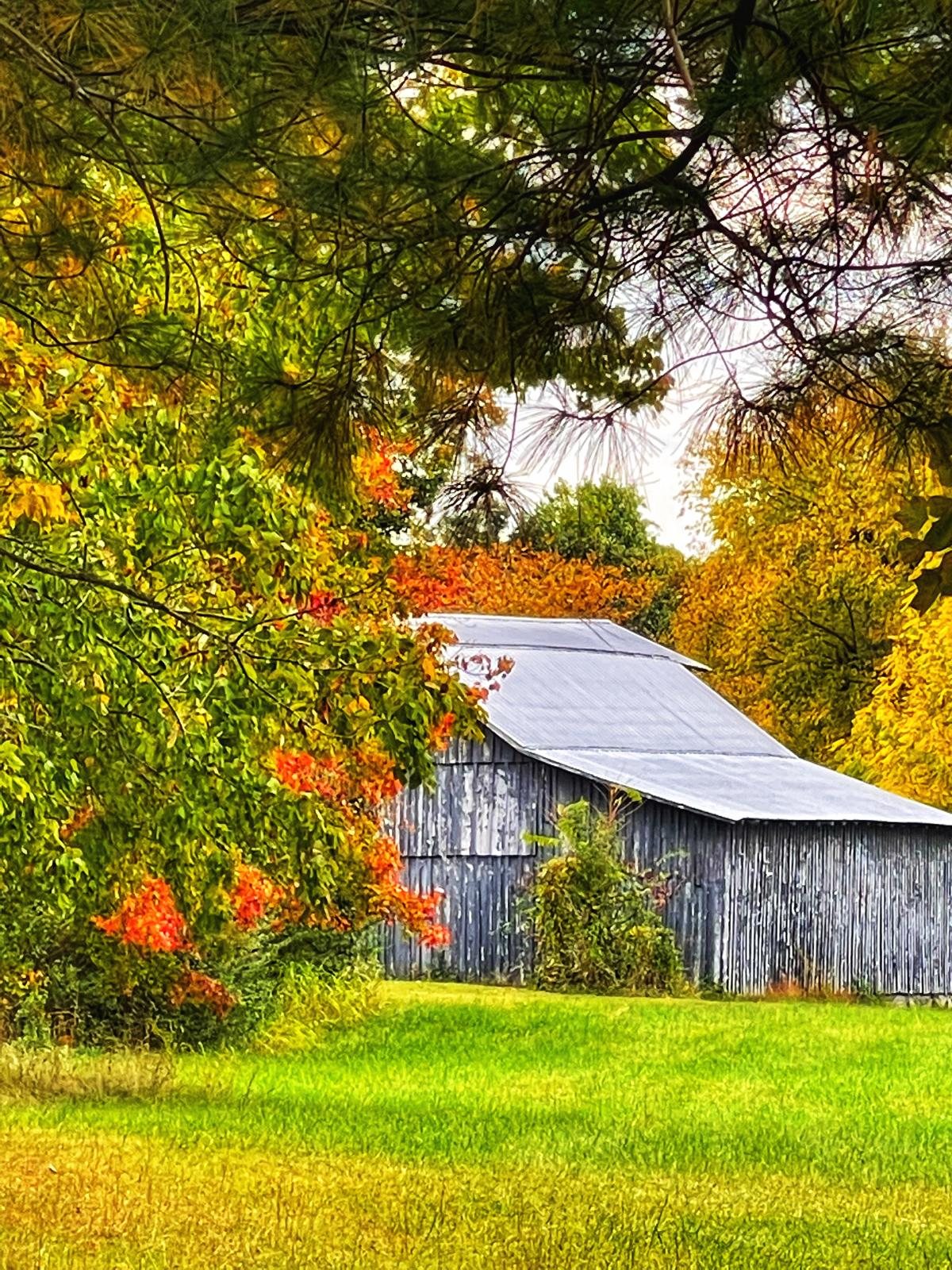Old barn framed by autumn color