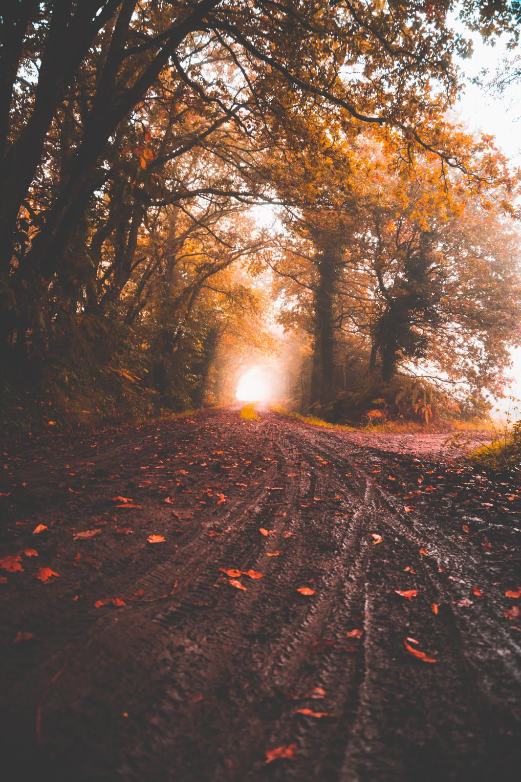 A wooded Tennessee road in autumn light