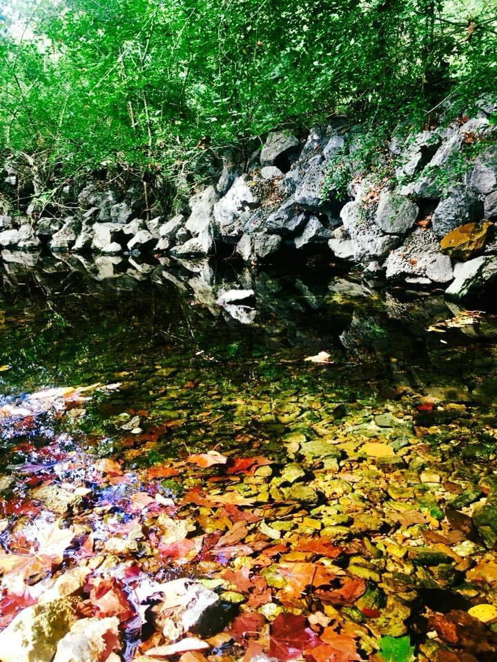 A clear stream running through a wooded Tennessee landscape