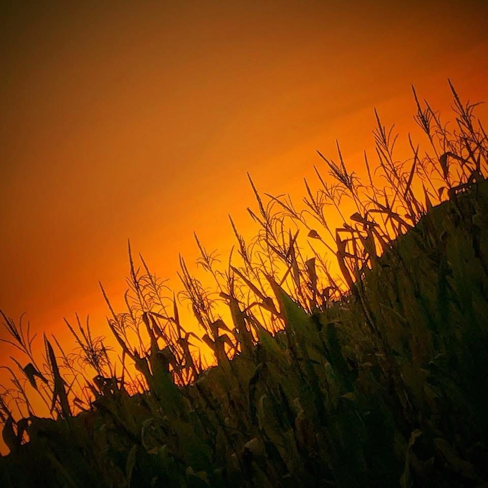 Tall grasses against the last orange light
