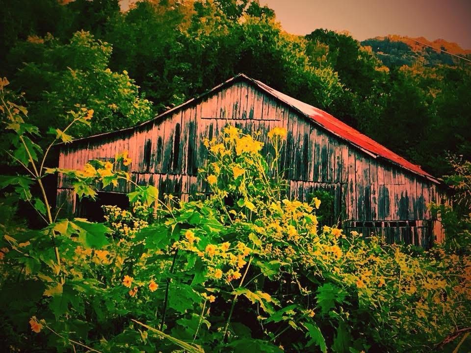 Yellow wildflowers beside an old barn