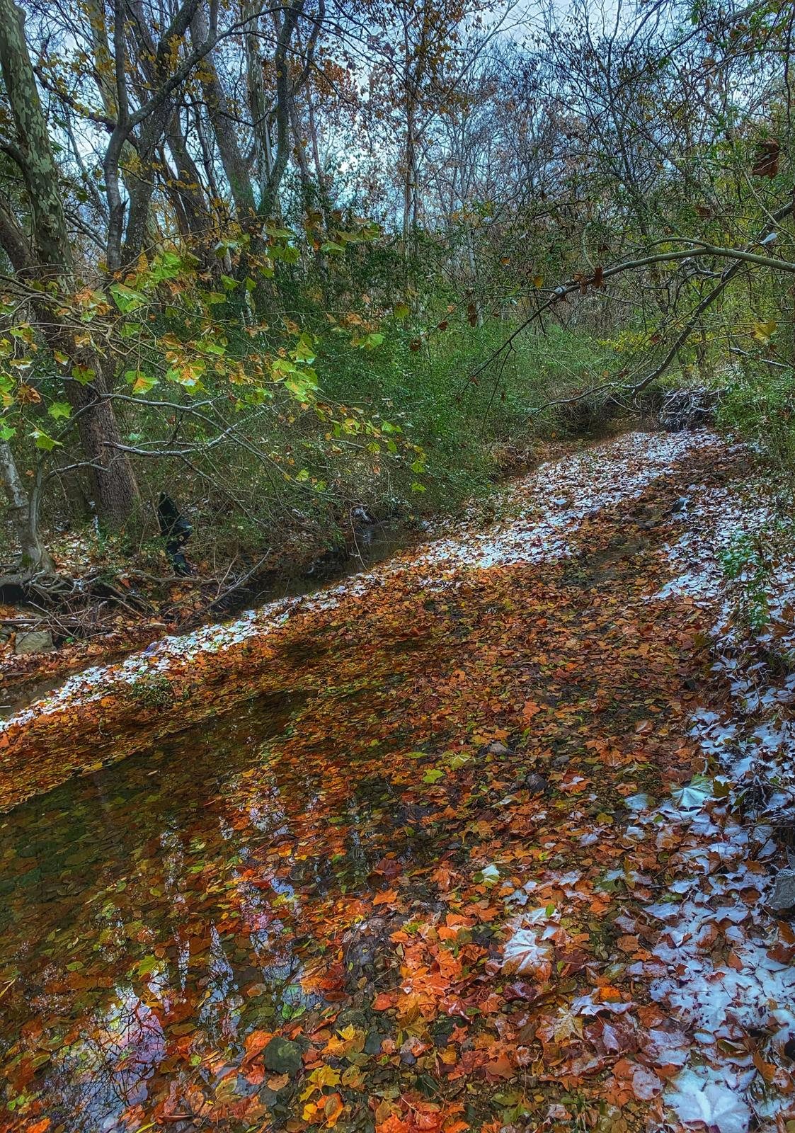 Fallen leaves around a shallow woodland creek