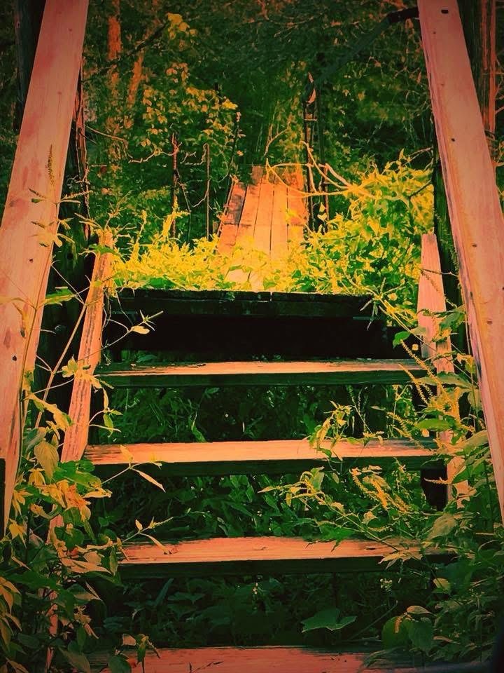 Weathered wooden steps among tall grass