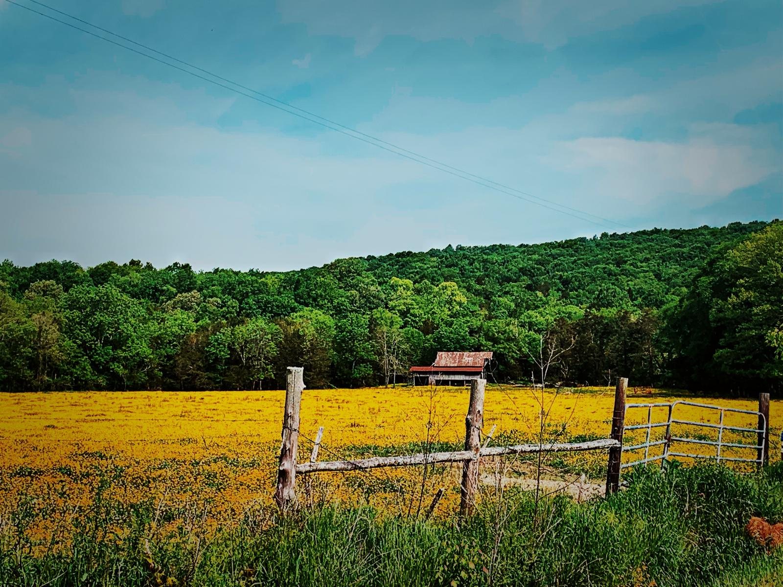 Open green pasture and fence beneath summer trees