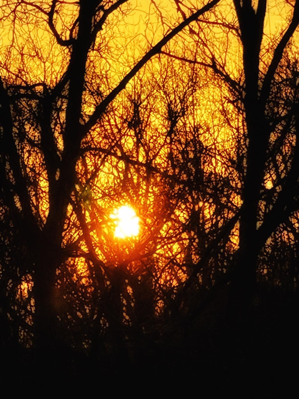 Low sun shining through a stand of trees