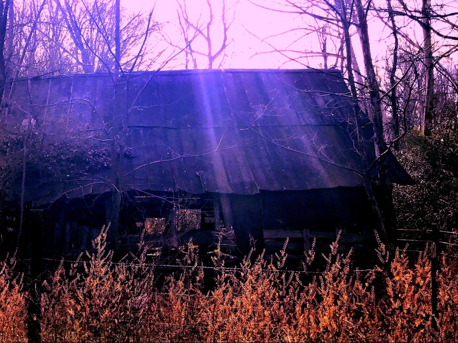 Weathered barn behind flowering trees