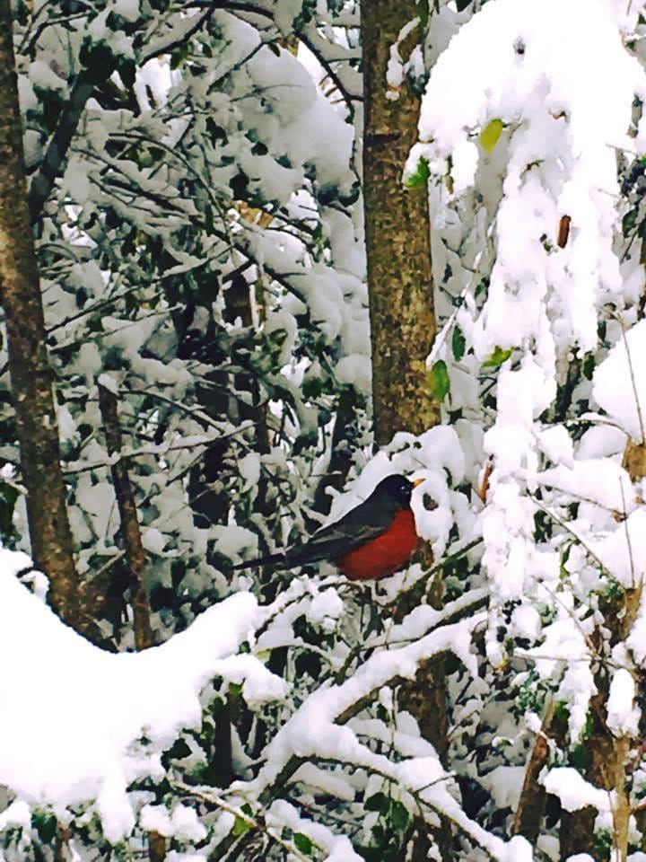 A bright red cardinal perched among snow-covered branches